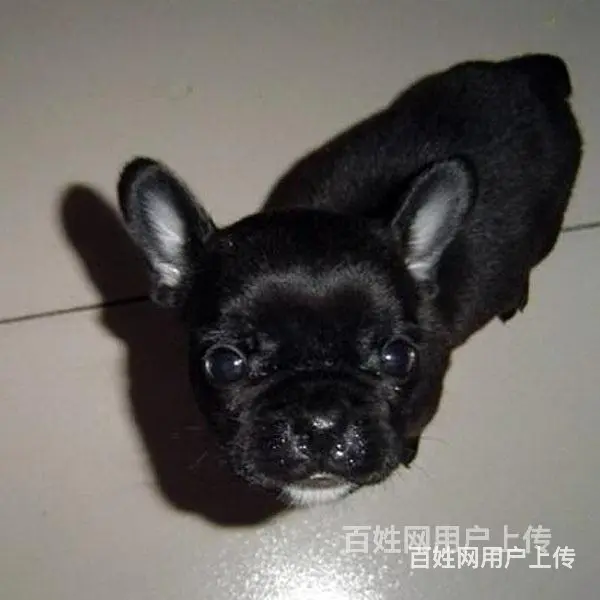 吕梁法斗价格哪儿有卖法斗 - 图片 5