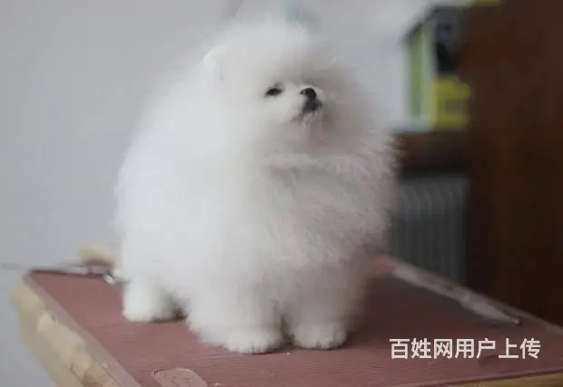 博美犬舍 博美价格 博美靓照 博美犬多少钱 专业繁 - 图片 7