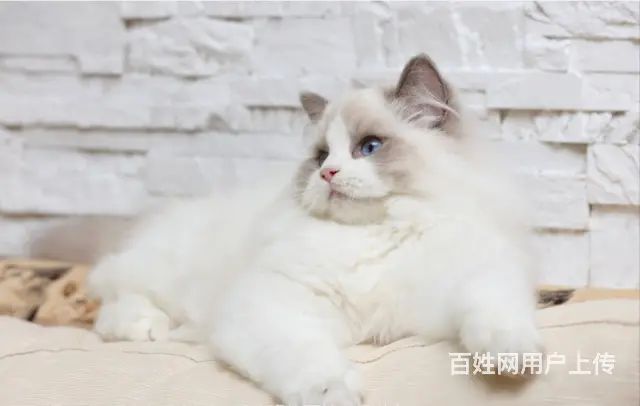 哪里有卖布偶猫的 网红仙女喵 蓝双海双均有 - 图片 2