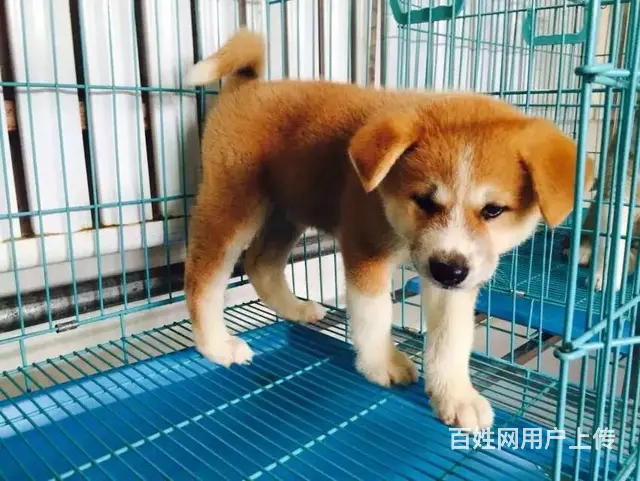 琼海【*推荐】秋田犬舍‖秋田养殖场 - 图片 11