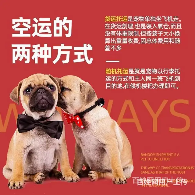 百色托运宠物 （猫狗活体运输）快递至全国各地 - 图片 2