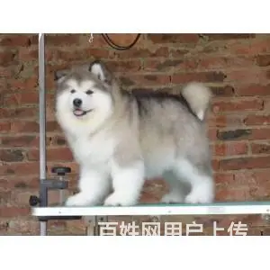 宿州犬舍直销【阿拉斯加】10年养殖经验，签健康协议 - 图片 7