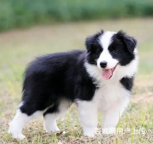 广州纯种边境牧羊犬价格 狗舍直销 包纯种健康签协议 - 图片 3