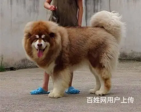 纯种阿拉斯加多少钱，哪卖纯种阿拉斯加，阿拉斯加怎么 - 图片 3