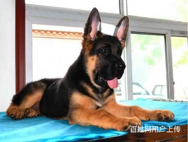 广州纯种德国牧羊犬价格 狗舍直销 包纯种健康签协议 - 图片 8