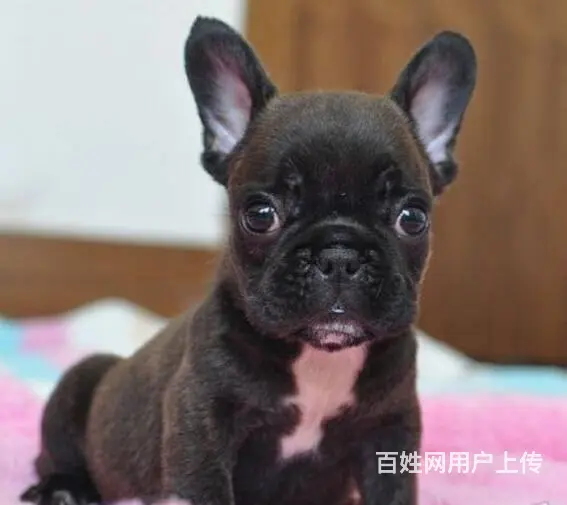 出售极品 法国斗牛犬幼犬外地可空运已驱虫 - 图片 1