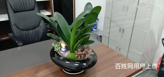 珠海横琴发财树绿萝写字楼绿植大堂植物售楼部绿植长租 - 图片 7
