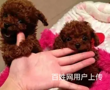 茶杯犬极品泰迪 茶杯玩具迷你等体型 颜色多选包健康 - 图片 6