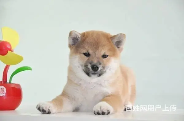 赛级双血统柴犬、纯种日本柴犬出售、同城上门送货 - 图片 2