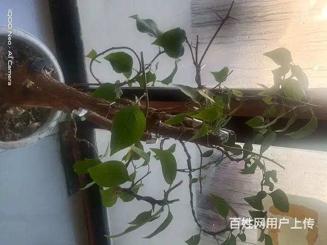 自己家养的花 - 图片 2