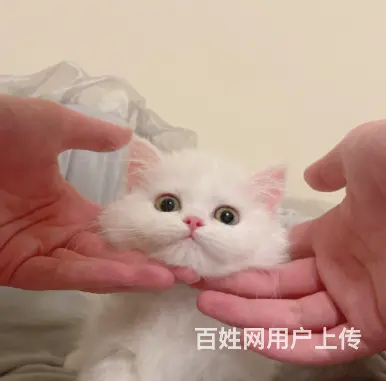 哪里有卖矮脚长毛拿破仑的多少钱 中国人不骗中国人 - 图片 6
