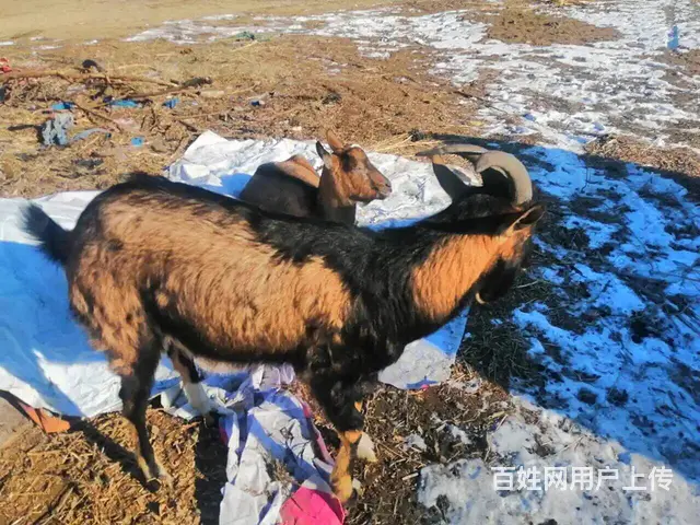 配种山羊出售 - 图片 5