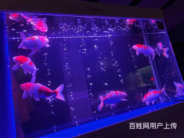 出售全套屏风鱼缸！质量嘎嘎好 - 图片