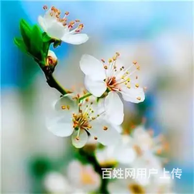 征婚 - 图片