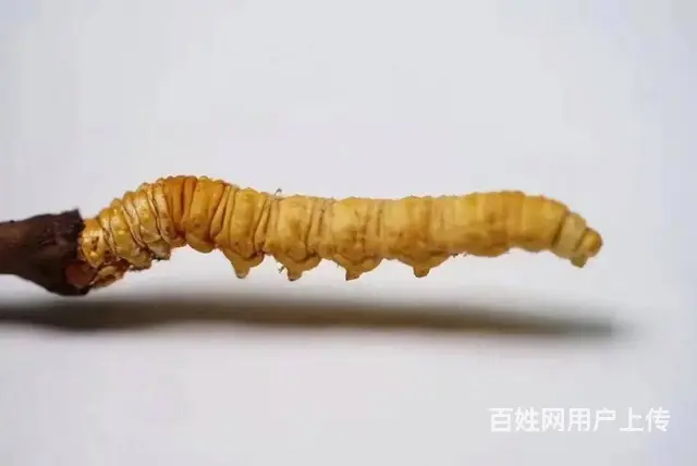 新乡回收正宗那曲冬虫夏草（同仁堂）价格到底多少 - 图片 7