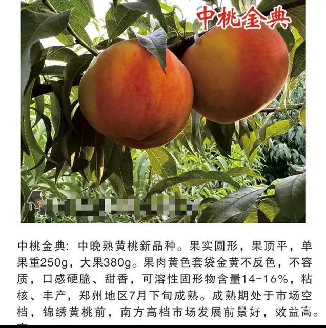中油蟠9号桃油蟠6-21苗济宁新品种桃苗基地直销 - 图片 4