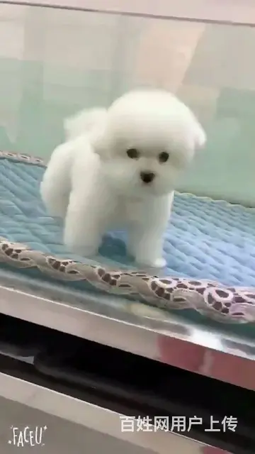 淄博活泼可爱纯种比熊幼犬宝宝血统纯正毛量丰富 - 图片 4