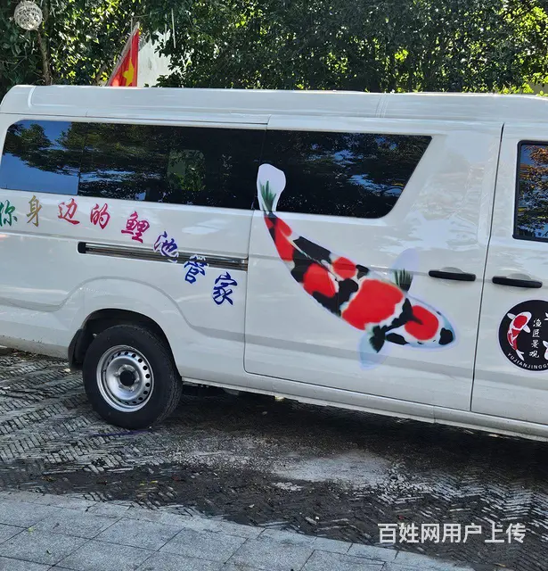 苏州批发零售锦鲤鱼 - 图片 3