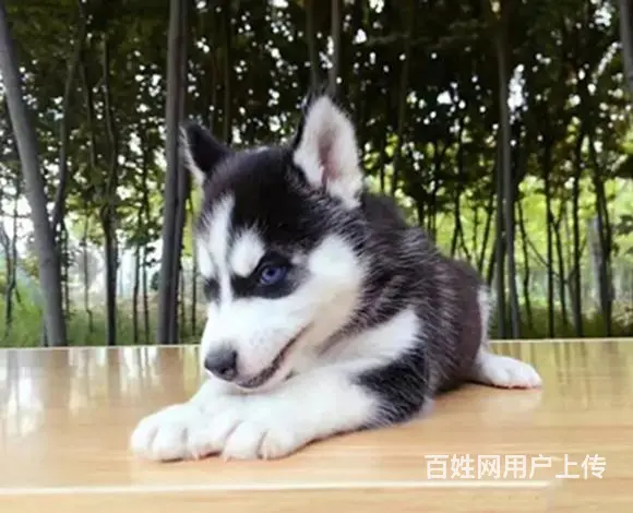 赤峰哈士奇犬舍基地常年出售纯种哈士奇双血哈士奇幼犬 - 图片 8