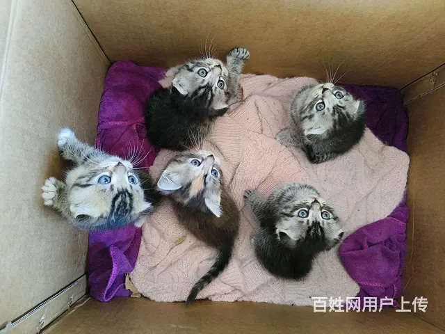 虎斑折耳串 - 图片 1