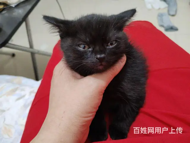 【搞定了！】一只纯黑小猫 - 图片