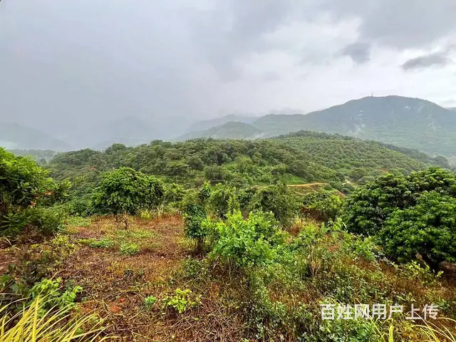 从化区温泉旅游区附近70亩果园休闲庄园整体转让 - 图片 7
