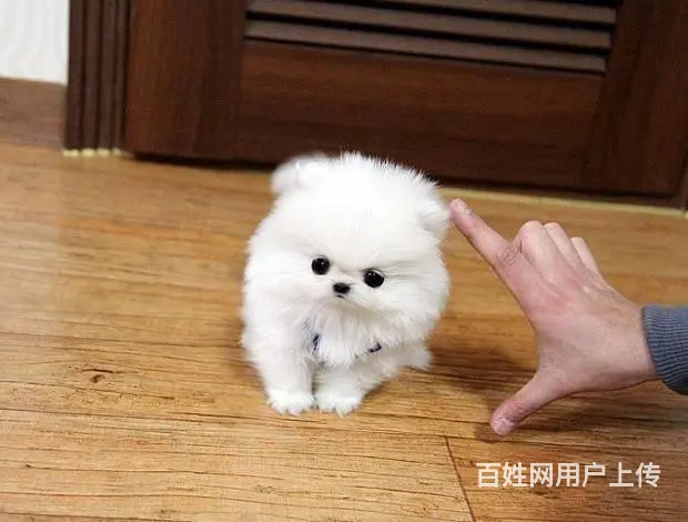 昆山哪里卖纯种小体博美犬赛级爆毛博美俊介犬 - 图片 5