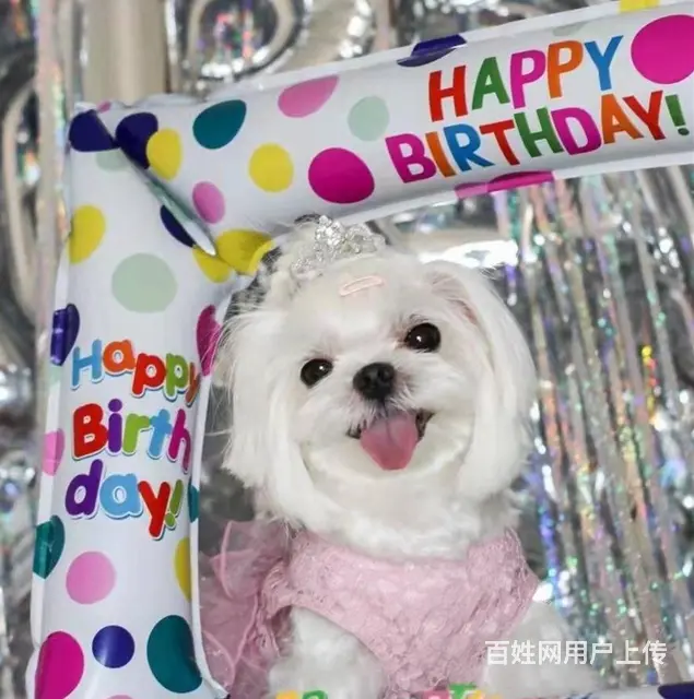 马尔济斯出售 那里有卖马尔济斯幼犬的 - 图片 8