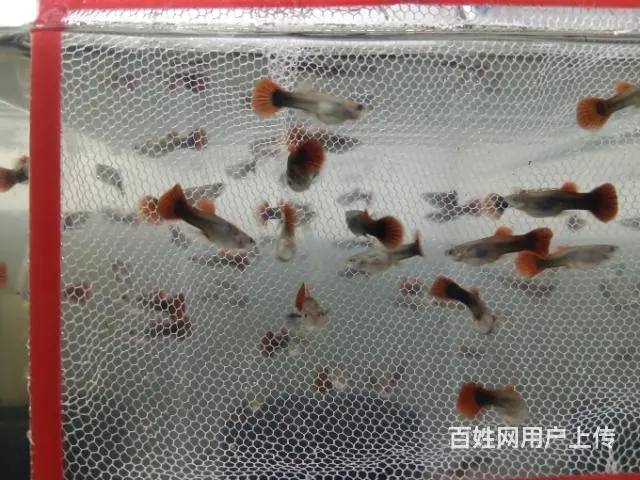 出巴西褶扇孔雀鱼 - 图片 6