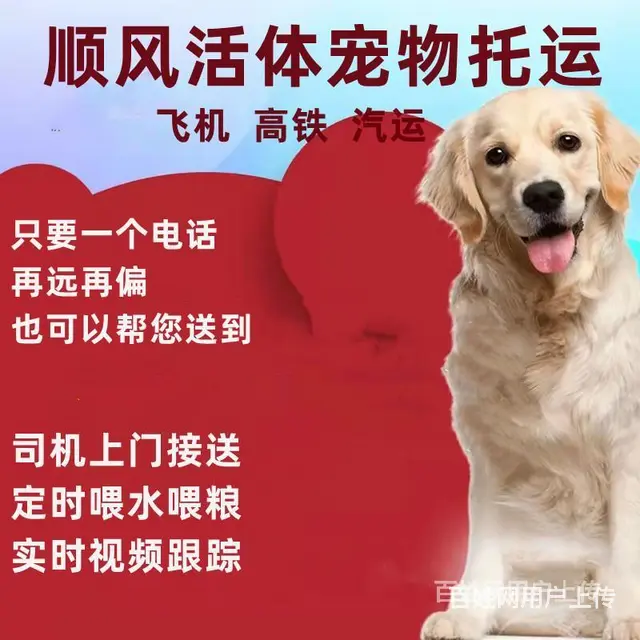 自贡富顺宠物托运（猫狗）活体邮寄快递（2022宠物运输 ）今 - 图片 2