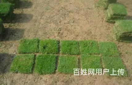 娄底草皮价格怎么样，铺设效果好吗，在哪有草皮买？ - 图片 11