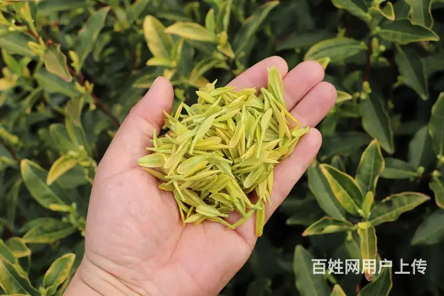 好茶 你值得拥有 黄金叶茶 原产地直销 - 图片