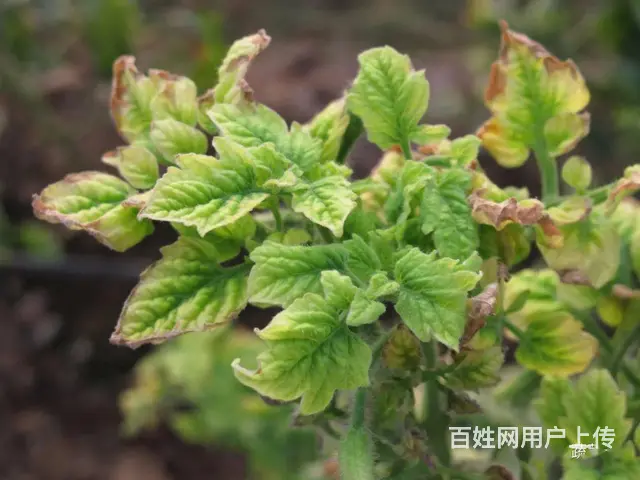 5%氨基寡糖素水剂病毒病防治杀菌营养双调控 - 图片 4