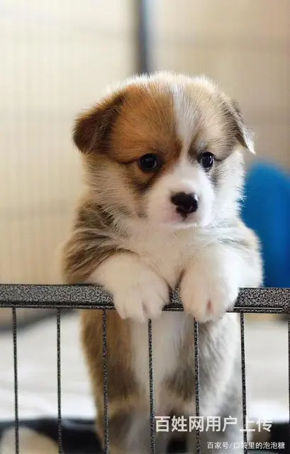 自贡宠物托运（猫狗柴犬）（全国活体运输）一对一上门接 全程视 - 图片 3