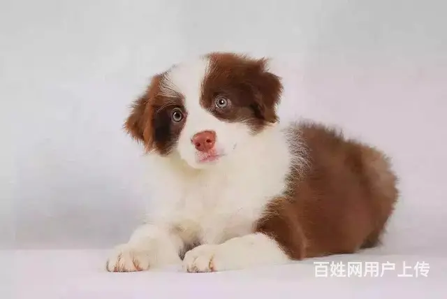 辽阳上哪可以看到边牧犬舍，边牧犬舍地址位置 - 图片 7