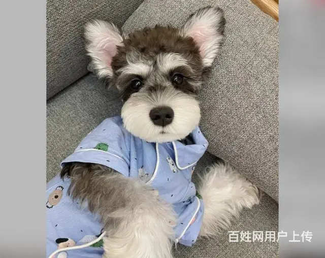 广州雪纳瑞约克夏泰迪比熊博美马尔泰柯基柴犬法斗 - 图片 1