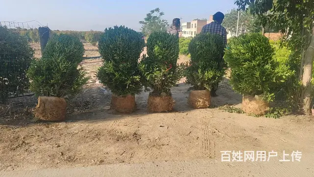 洛阳绿化——瓜子黄杨球，美植袋容器苗 - 图片 3