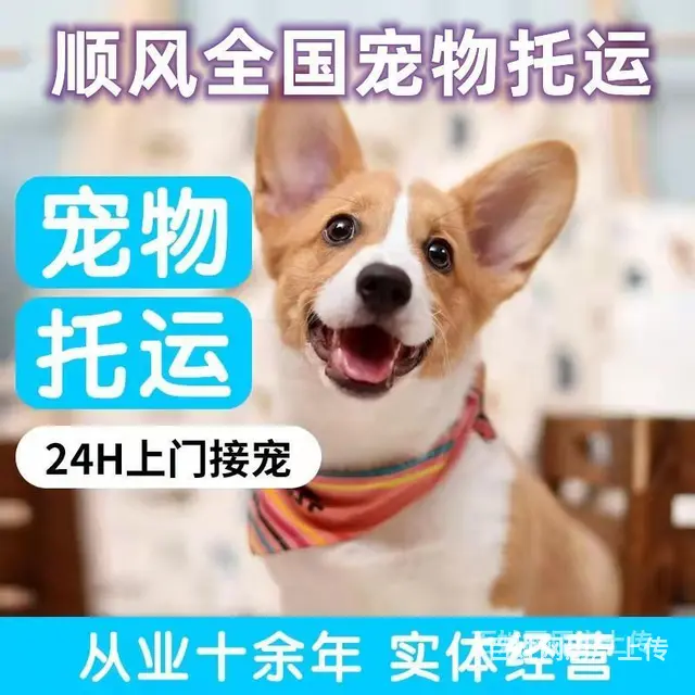 2022常州市到全国）宠物托运（猫狗）邮寄快递（宠物活体运输 - 图片 6
