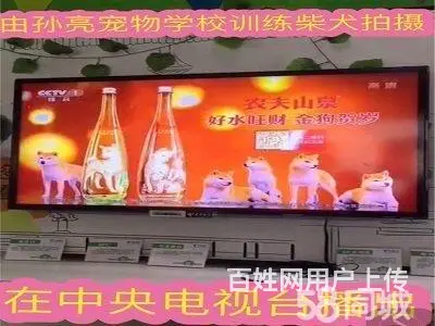 连锁学校训犬有保障，创造训犬训狗客户满意度 - 图片 1