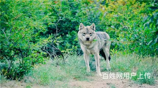 呼伦贝尔根河呼伦贝尔包车报价呼伦贝尔包车上什么网 - 图片 3