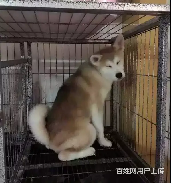 三沙【*推荐】秋田犬舍‖秋田养殖场 - 图片 3
