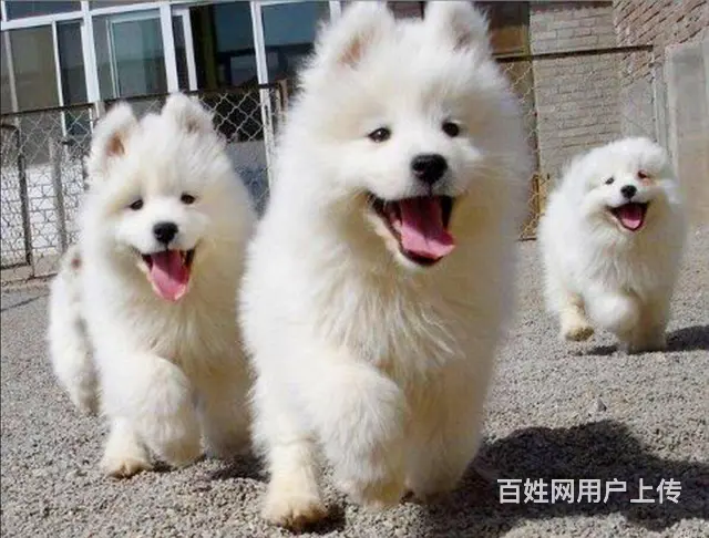 萨摩耶 萨摩幼犬欢迎上门挑选价格优惠签协议有保 - 图片 9