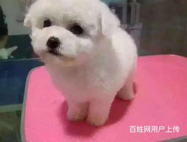 出售纯种比熊犬幼犬 棉花糖宝宝 北京法国比熊犬 - 图片 2