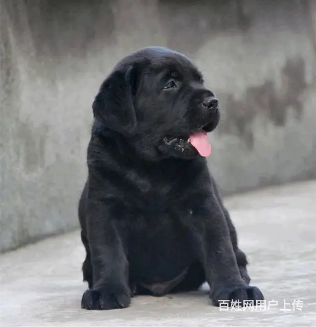 哪有纯种拉布拉多犬的 拉布拉多犬多少钱 - 图片 4