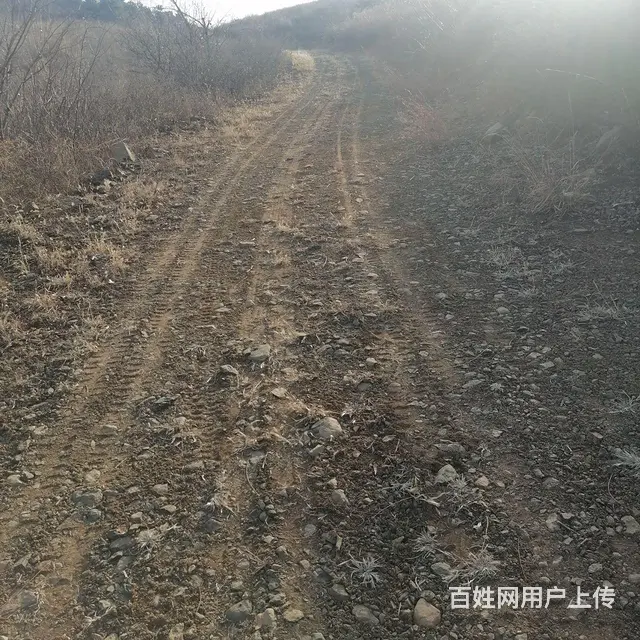 荒山转让大约两千多亩 - 图片 4