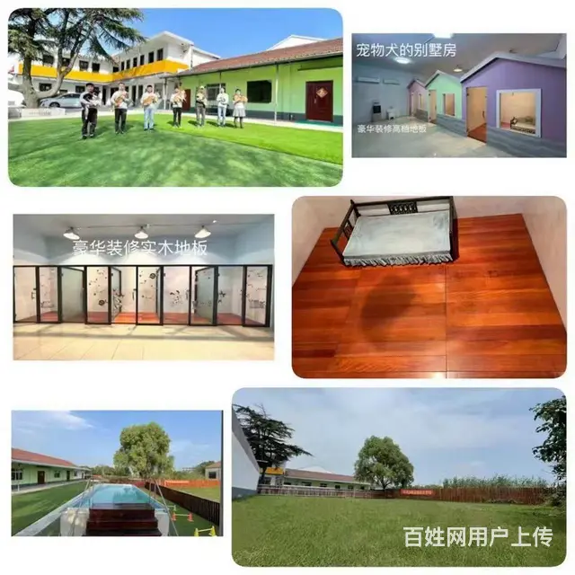 昆山宠物训练寄养学校 - 图片 4