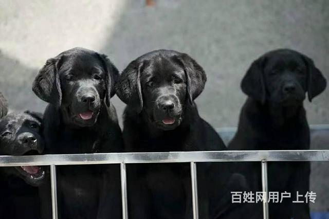 黑色拉布拉多幼犬 賽級拉布拉多犬舍 京大犬業