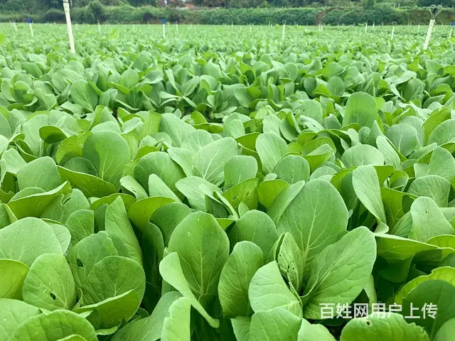 广州花都食堂全品类食材配送,冷链送货,包退换 - 图片 2