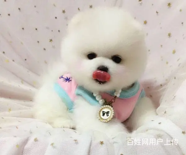 纯种哈多利球体博美 可视频 送货 健康可签署协议 - 图片 3