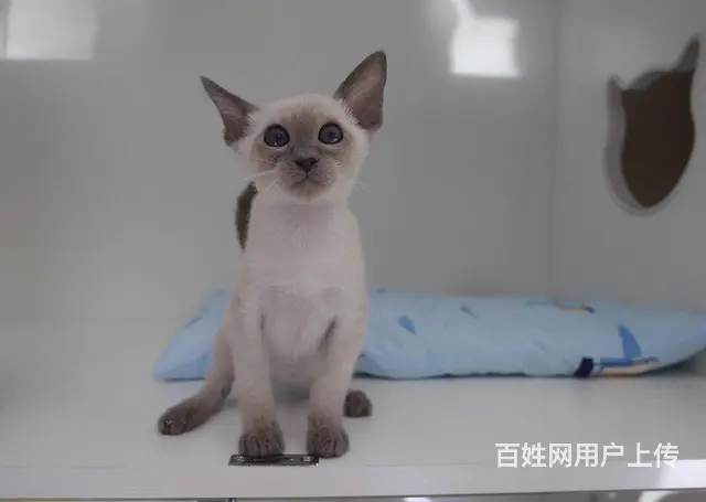 哪里有暹罗猫卖的 暹罗猫价格 多少钱一只 - 图片 1